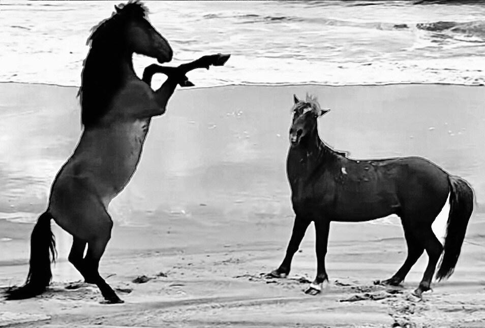 A stallion rearing on the sand in front of another horse