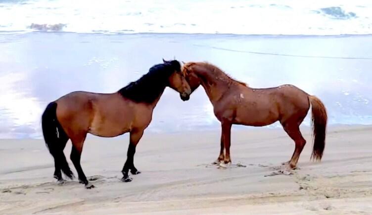 Two wild horses standing nose to nose on the beach