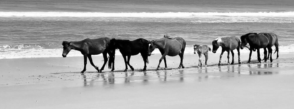 A line of wild horses, including foals, walking the waterline in black and white