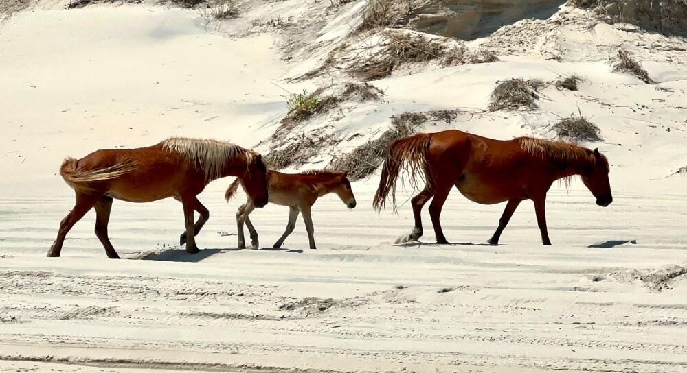 Mares and a foal grazing at the foot of the dunes