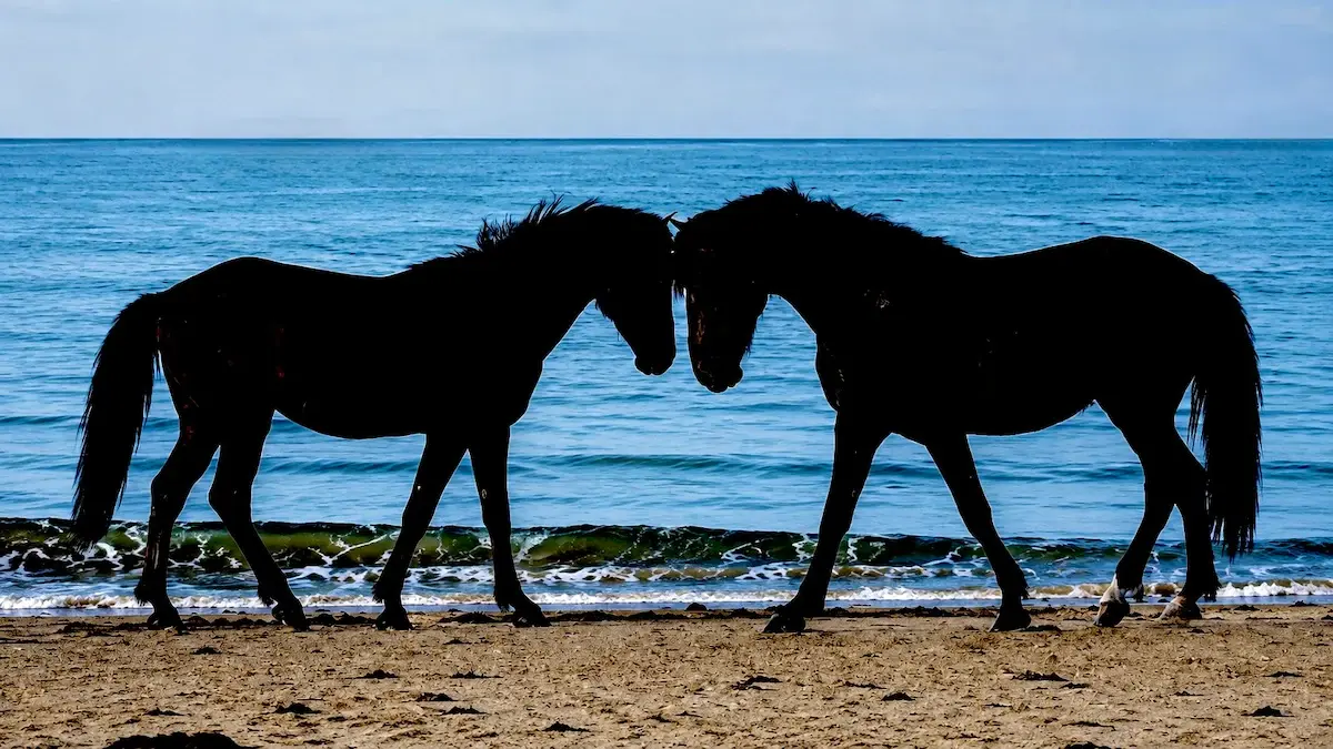 Two wild horses silhouetted against the sea