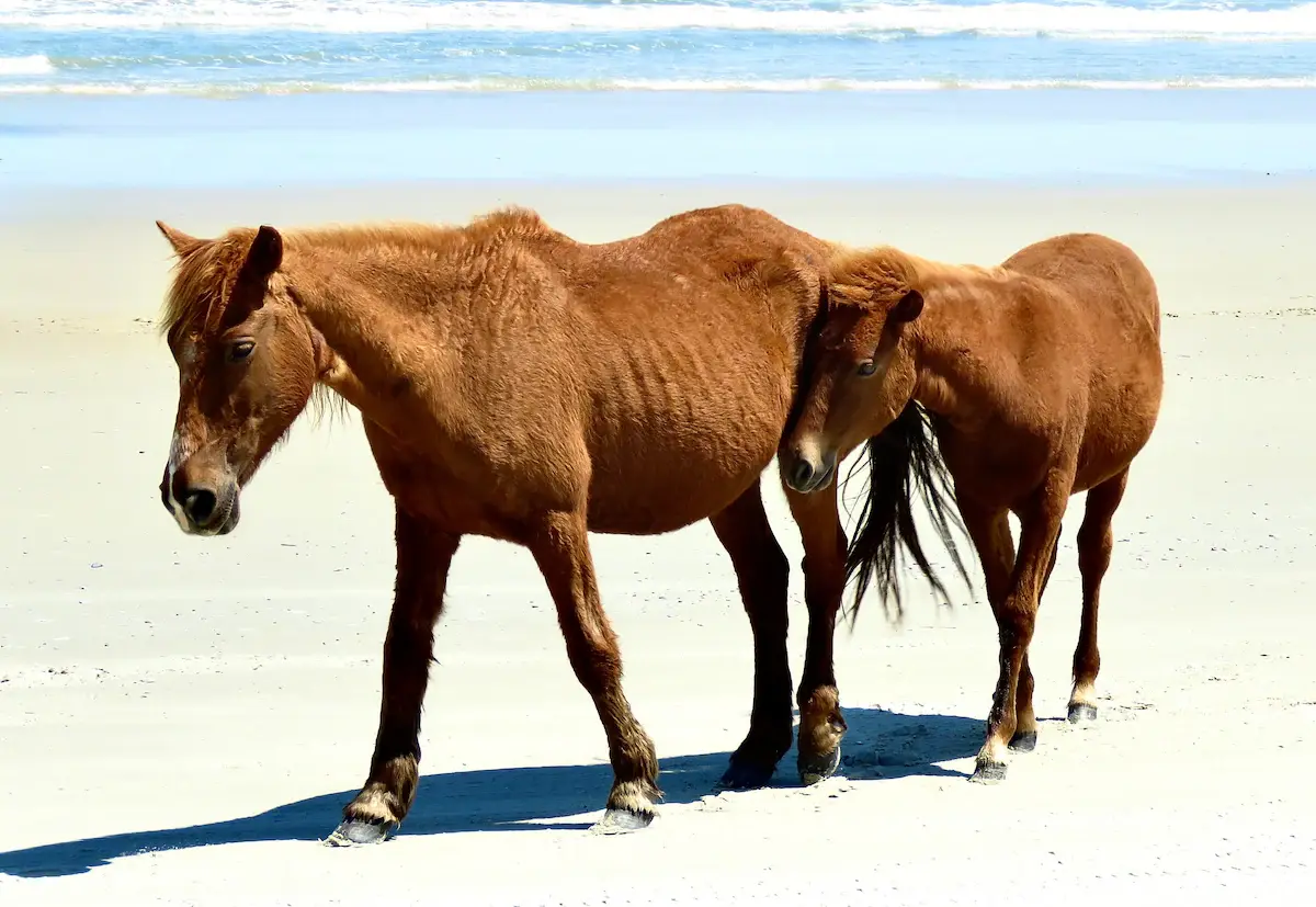 Two wild horses standing together on the open beach
