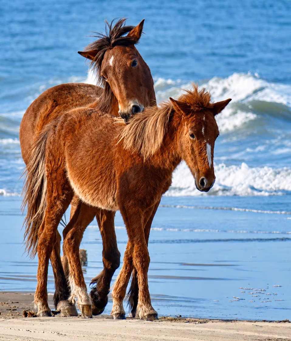 Close portrait of a wild horse with the surf behind