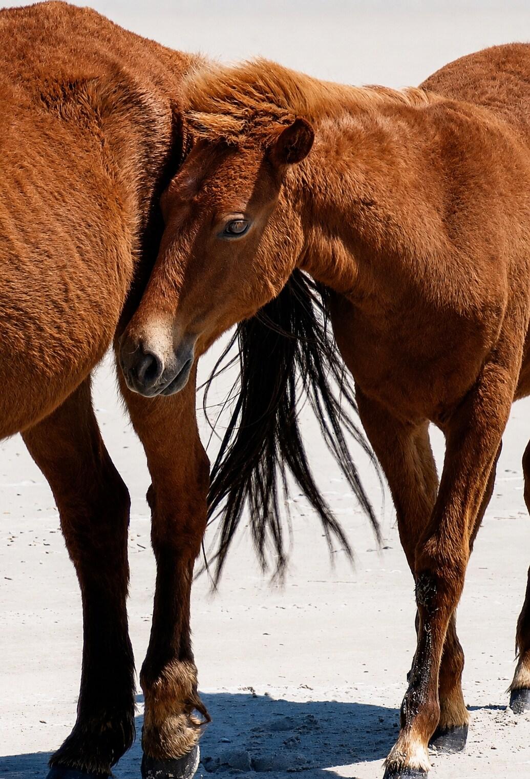 Close detail of a wild horse's flank and tail