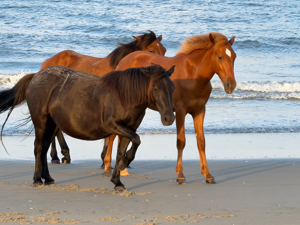 A group of four wild horses on the wet sand at the waterline